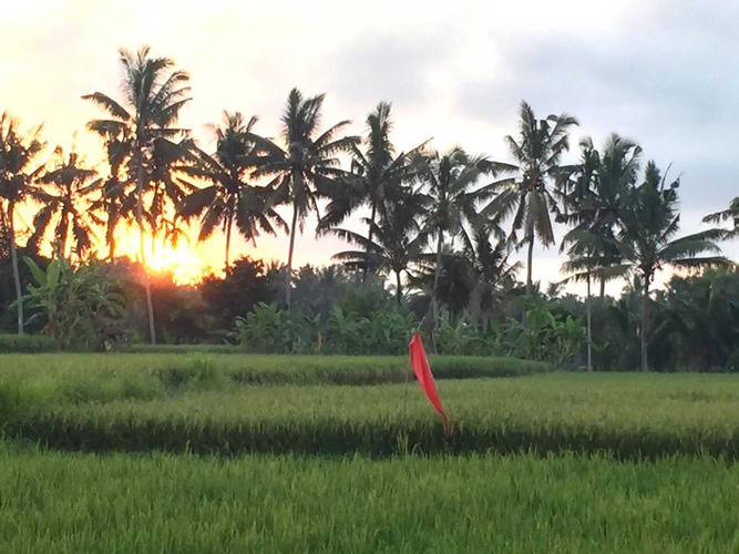 Collection O Ubud Near Central Ubud Formerly Hotel Suly
