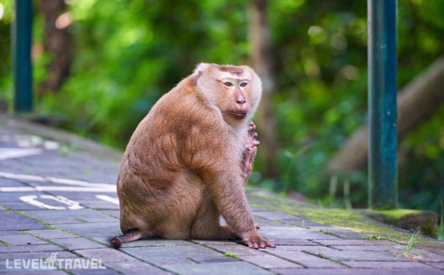 фотографии отеля Nora Bukit Hotel в Таиланд(город Пхукет) - фото №20