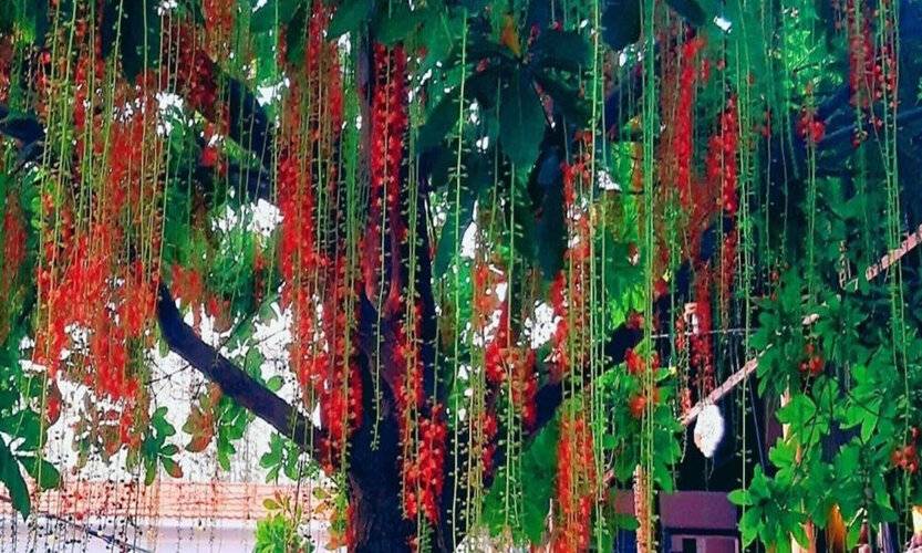 Saigon Emerald Resort