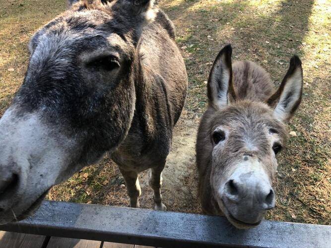 Eko Forest Cottage (Эко Форест Коттедж)