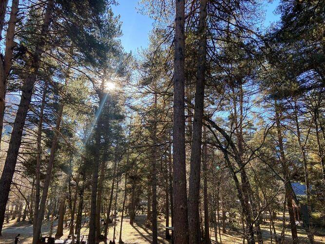 Forest Сottage (Форест Коттедж)