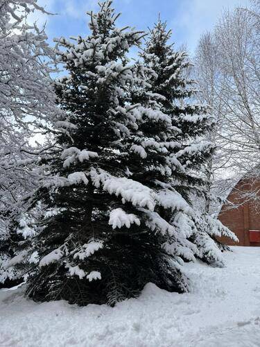 Woodland (Вудлэнд)