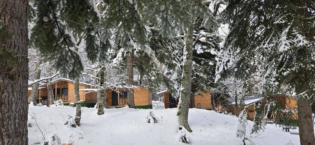 Горная Мята