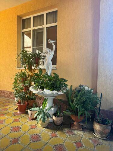 Жасмин — фото 49