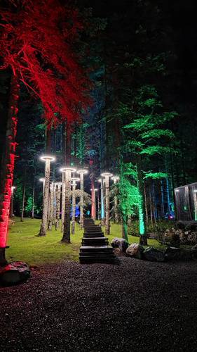 Magic Forest