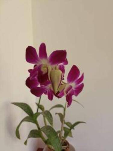Kumara Guest House & Apartment