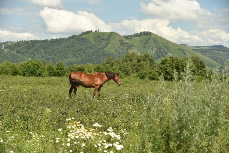База Отдыха Сердце Алтая
