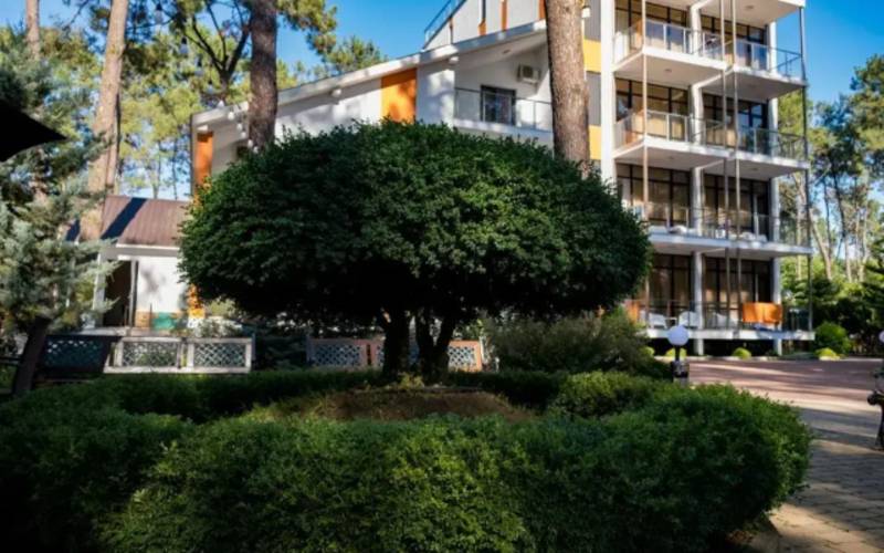 Buxus Shekvetili