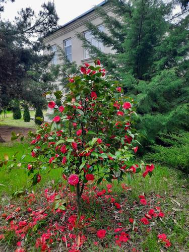 Вилла Mampre